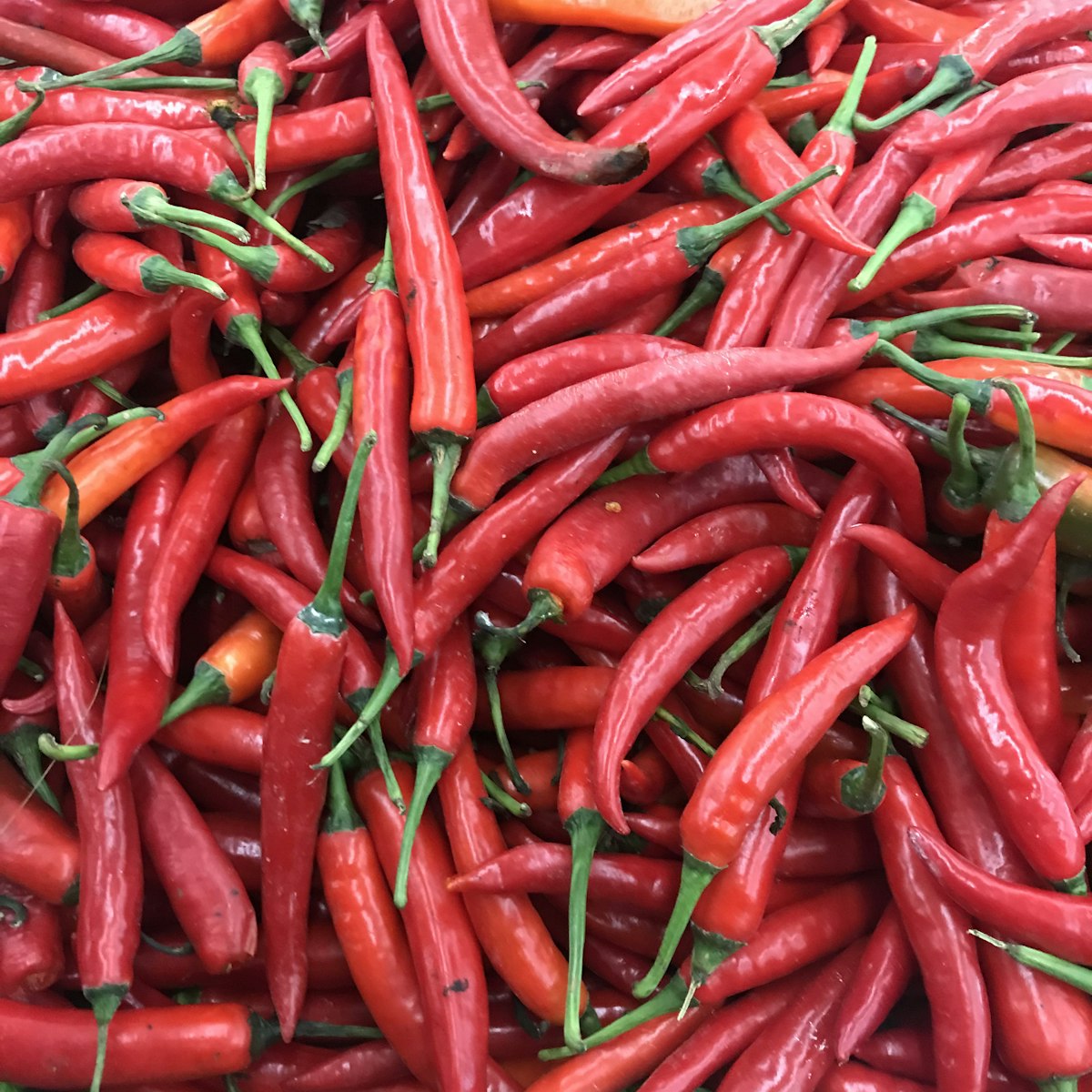 Fresh red chillies